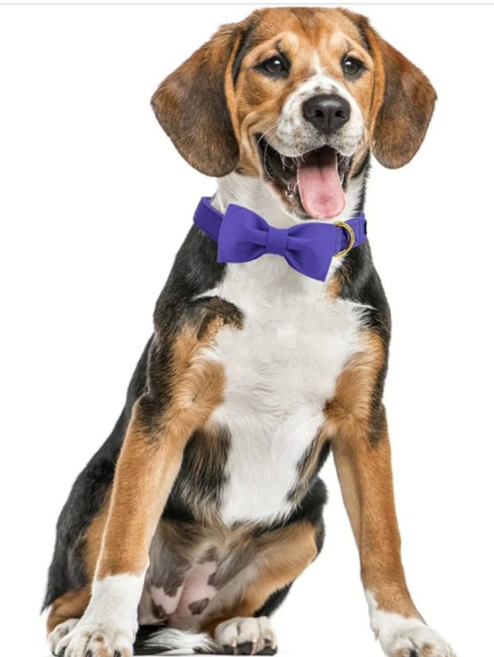 Maca Bates 🐶 Dog Purple Bow Tie Pet Collar Set SizeM